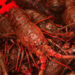 Live lobsters at the Harbor and Seafood Festival in Santa Barbara, California. / UIG / GETTY / KYODO