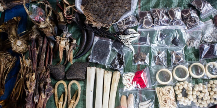Wildlife pieces for sale at a market in Mongla near the border with China. / Nang Seng Nom / The Irrawaddy