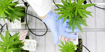 Small marijuana plants grow in a lab at the Commercial Cannabis Production Program at Niagara College in Niagara-on-the-Lake, Ontario, Canada, on Oct. 9. / Reuters