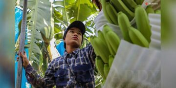 A worker at a tissue-culture banana plantation in Waingmaw Township, Kachin State. / Zaw Zaw / The Irrawaddy