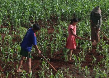 A family works on a farm in Demawso Township, Kayah State. / The Irrawaddy