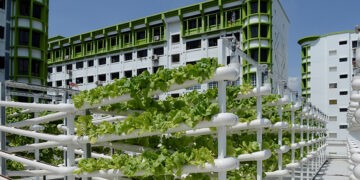 Organic vegetables are seen at an urban farm on the rooftop of a multi-story carpark in a public housing estate in western Singapore on April 17, 2018. / REUTERS
