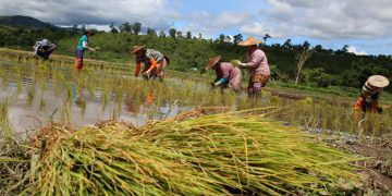 Farmers in Myanmar Are Being Threatened With Prison to Repay Loans