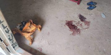 Eleven Children Killed