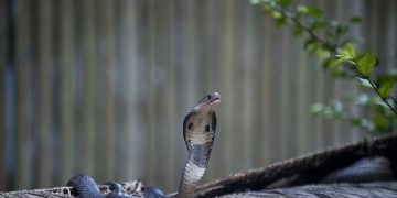 Civilians Die From Snakebites Myanmar Junta Seizes Medicines