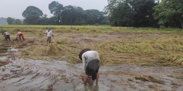 Bago Flooding Has Deepened Myanmar’s Rice Crisis, Farmers Say