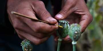 Myanmar Overtakes Afghanistan as World’s Biggest Opium Producer: UN