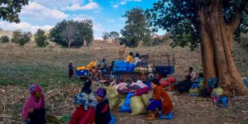 Myanmar Junta Forces Arrest Displaced Pa-O Villagers After Ordering Them Home
