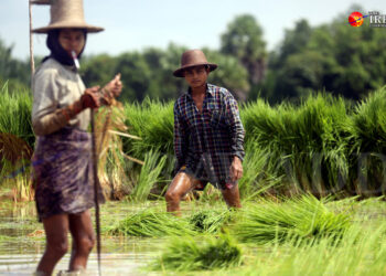 Farmers in Myanmar’s Mon State Warn of Severe Decline in Monsoon Harvest