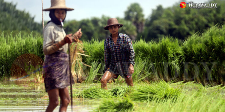 Farmers in Myanmar’s Mon State Warn of Severe Decline in Monsoon Harvest