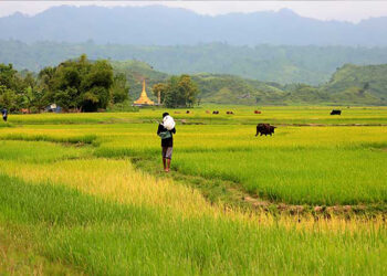 Myanmar’s Rakhine Spiraling Into Hunger as 50% Drop in Rice Harvest Predicted