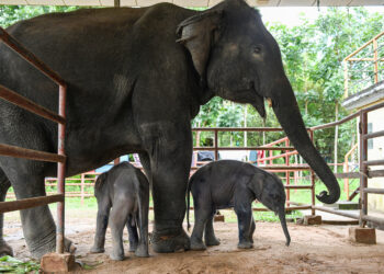 Rare Twin Elephants Take First Steps in Myanmar
