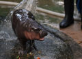 Thai Zoo’s Endangered Pygmy Hippo Goes Viral