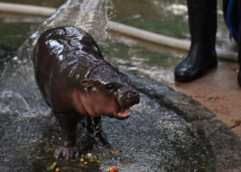 Thai Zoo’s Endangered Pygmy Hippo Goes Viral