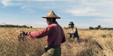 Bitter Harvest for Rakhine Rice Farmers