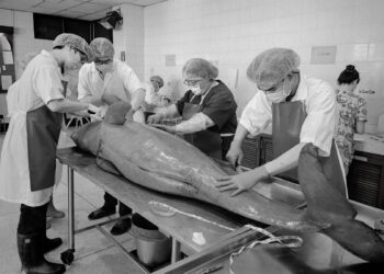 Endangered Irrawaddy Dolphin That Strayed Into Thai River Found Dead