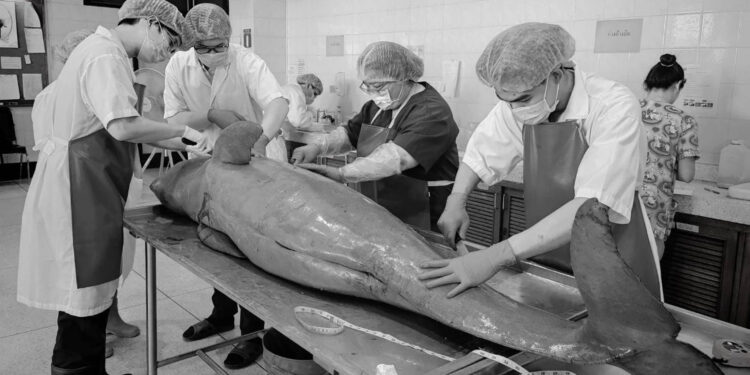 Endangered Irrawaddy Dolphin That Strayed Into Thai River Found Dead