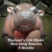 Thailand’s Cele Hippo Moo Deng Reaches 8 Months