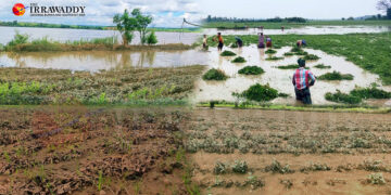 Myanmar Farmers Lose Crops in Monsoon Flooding