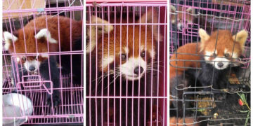 Nine Endangered Red Pandas Rescued as Trafficking Soars in Post-Coup Myanmar