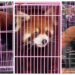 Nine Endangered Red Pandas Rescued as Trafficking Soars in Post-Coup Myanmar