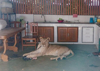 Boy Hospitalized in Thailand After Attack by Escaped Lion