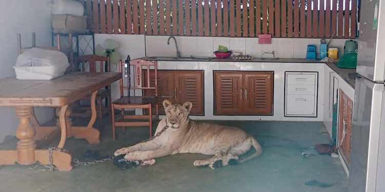 Boy Hospitalized in Thailand After Attack by Escaped Lion