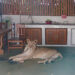 Boy Hospitalized in Thailand After Attack by Escaped Lion