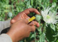 Opium Poppy Farming Hits 10-Year High In War-Torn Myanmar