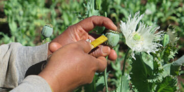 Opium Poppy Farming Hits 10-Year High In War-Torn Myanmar